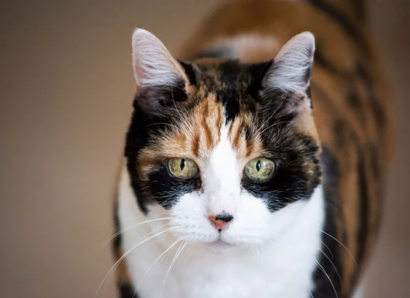 Katzen-Demenz: Symptome, Ursachen und Behandlung