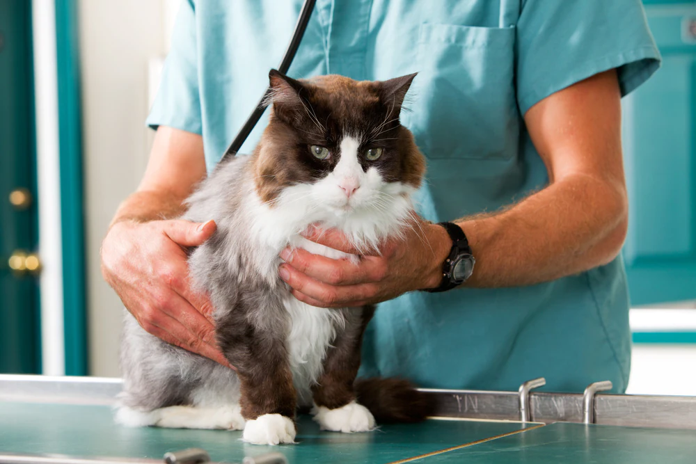Knochentumore/Krebs bei Katzen