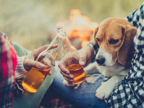Können Katzen und Hunde Bier oder Alkohol trinken?