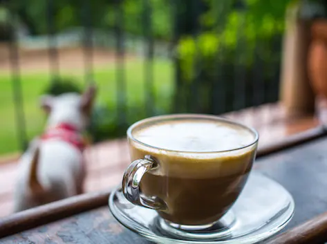 Koffein und Haustiere: Sicherheitstipps und Überlegungen