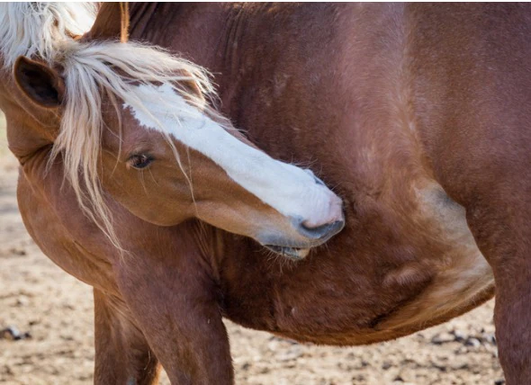 Koliken bei Pferden: Anzeichen, Ursachen und Behandlung