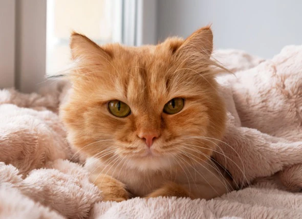 Krebs bei Katzen: Symptome, Arten und Behandlung