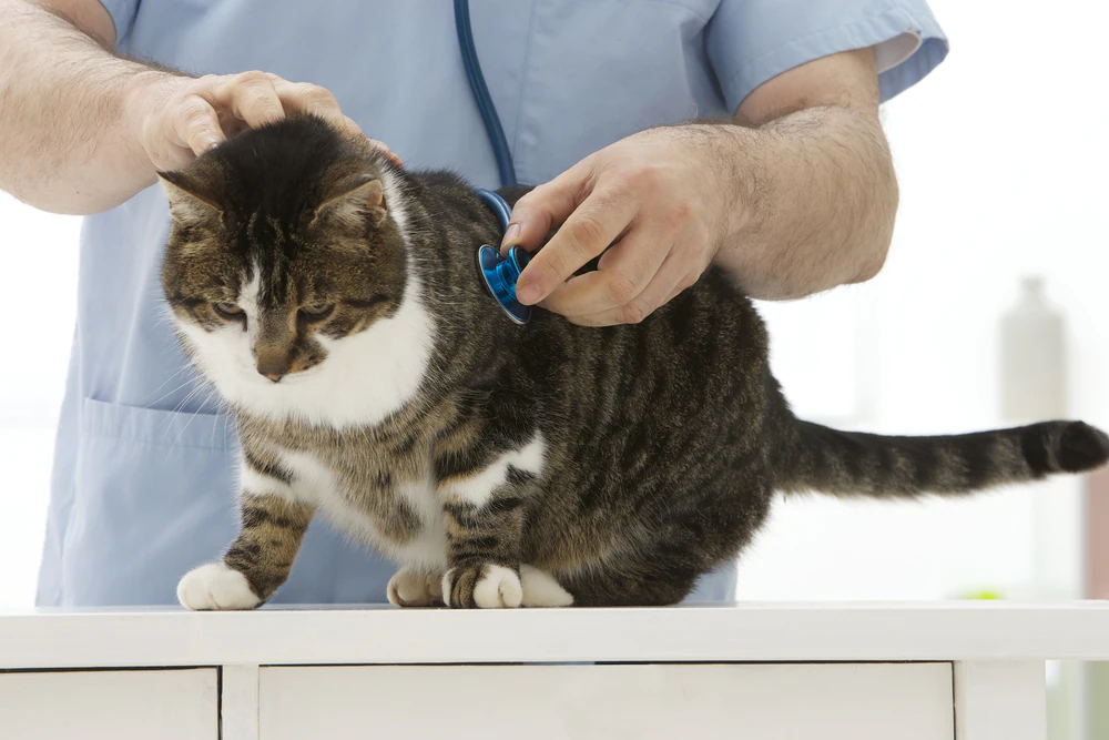 Leberentzündung (chronisch) bei Katzen