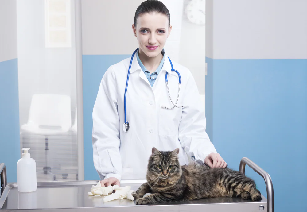 Leberkrebs (Hepatozelluläres Karzinom) bei Katzen
