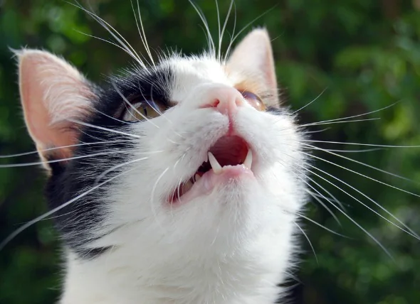 Lungenentzündung (Aspiration) bei Katzen