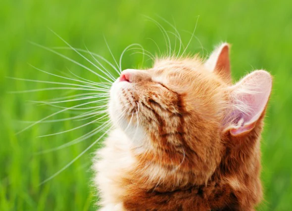 Lungenkrebs (Adenokarzinom) bei Katzen