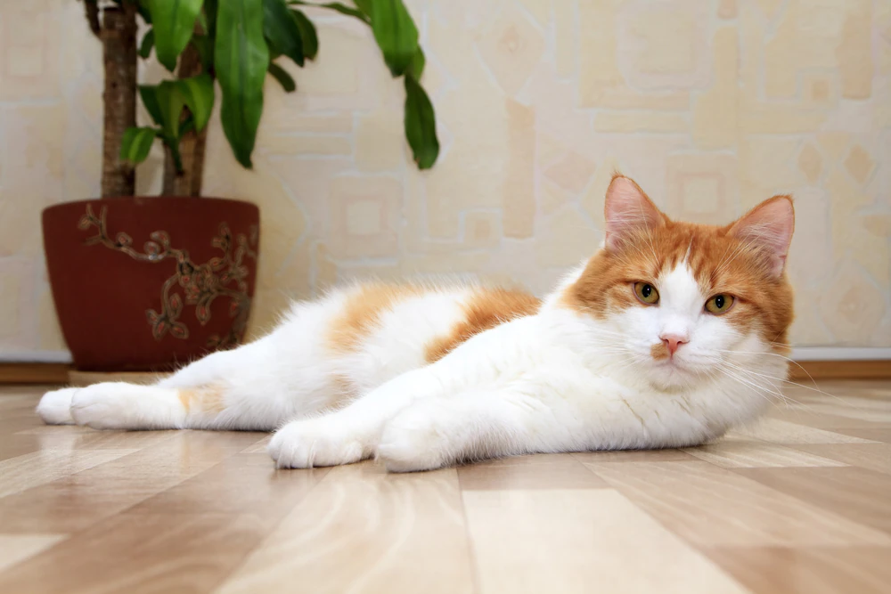 Mageninfektion mit Helicobacter bei Katzen