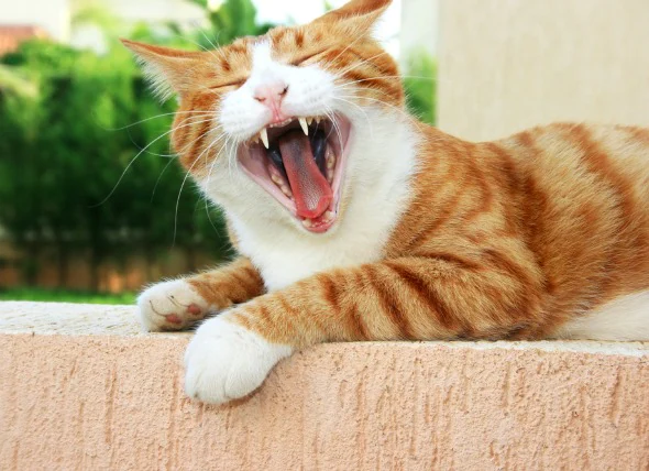 Maulentzündungen und Geschwüre (chronisch) bei Katzen