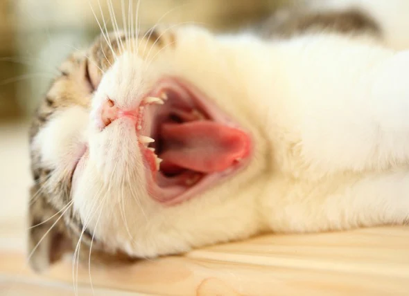 Maulkrebs (Plattenepithelkarzinom der Gingiva) bei Katzen