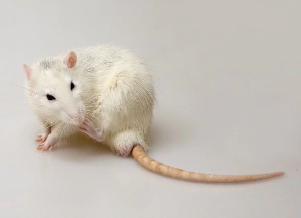 Milbenbefall bei Ratten
