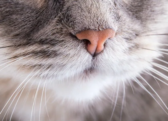 Nasen- und Nasennebenhöhlenentzündungen bei Katzen
