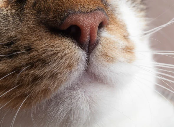 Nasen- und Nebenhöhlenkrebs (Plattenepithelkarzinom) bei Katzen