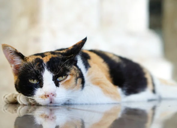 Niedriger Kaliumgehalt im Blut bei Katzen