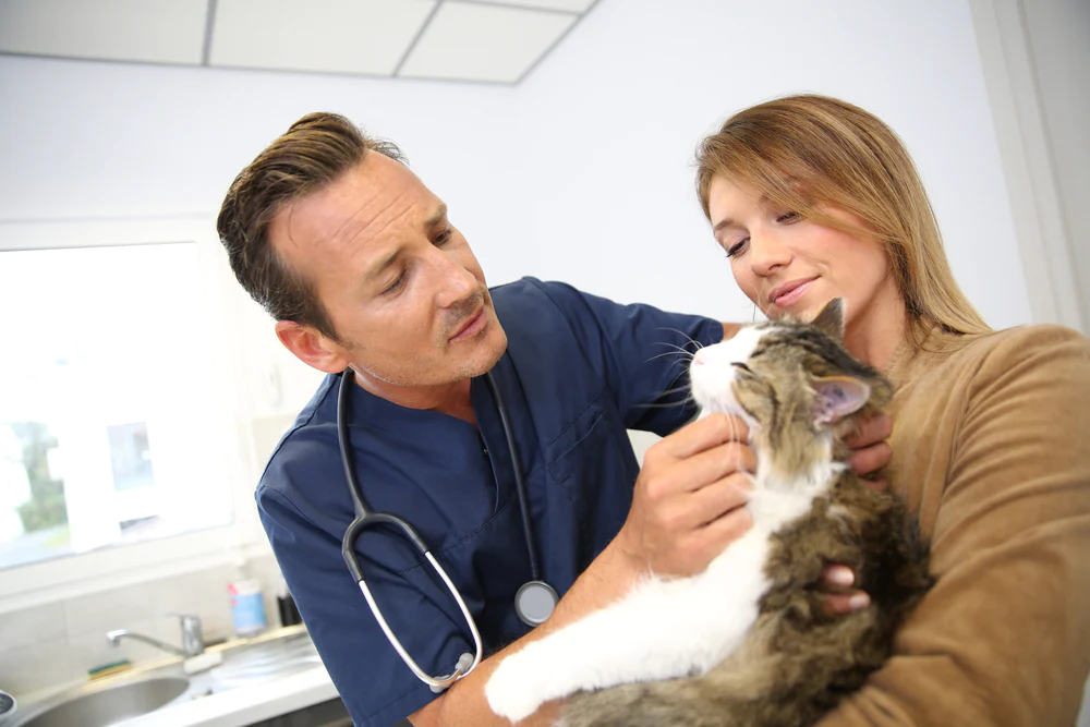 Nierenerkrankung verursacht durch multiple Zysten bei Katzen