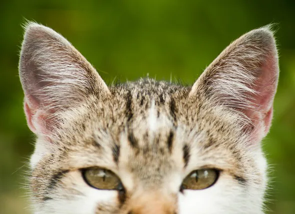 Ohrenkrebs bei Katzen