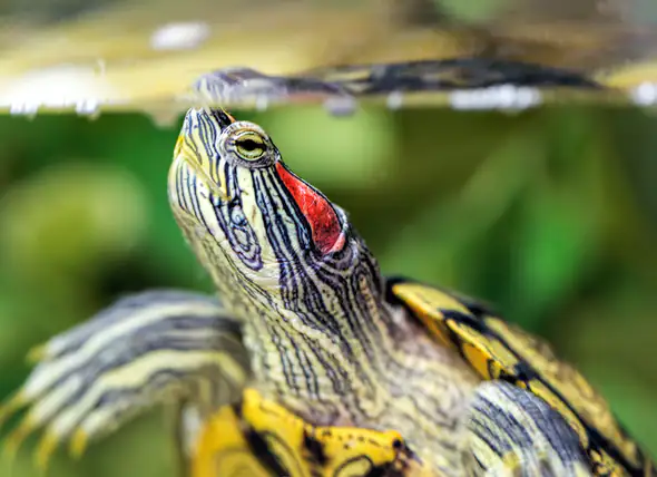Ohrinfektionen bei Wasserschildkröten und Landschildkröten