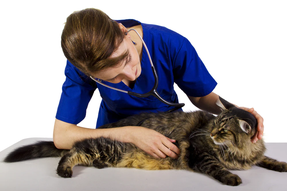 Pilzinfektion (Histoplasmose) bei Katzen