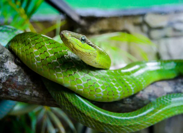 Pilzkrankheiten bei Reptilien & Schlangen
