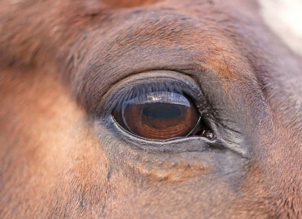 Rosa Auge bei Pferden
