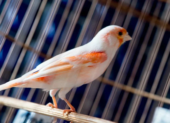 Schwermetallvergiftungen bei Vögeln