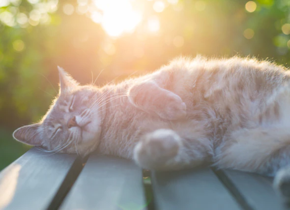 Sonnendermatitis bei Katzen: Wie man Sonnenbrand bei Katzen verhindert