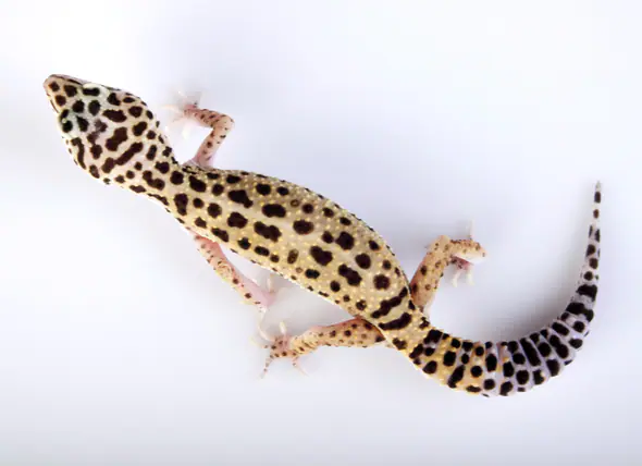 Stockschwanzkrankheit bei Leopardgeckos