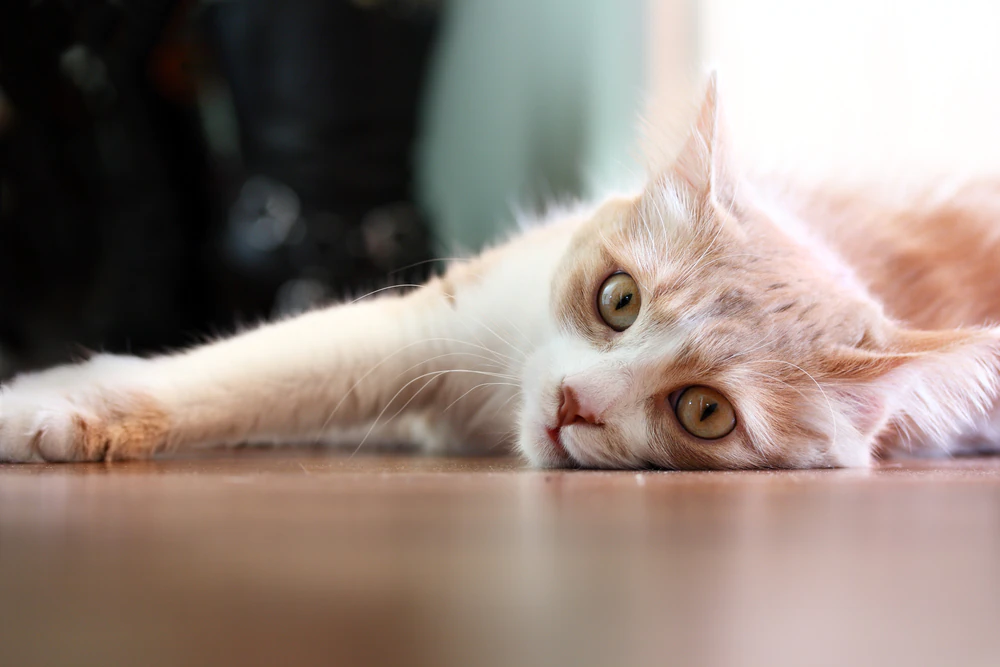Stomatitis bei Katzen: Entzündung der Weichteile im Maul einer Katze