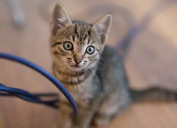Stromkabel-Bisswunde bei Katzen