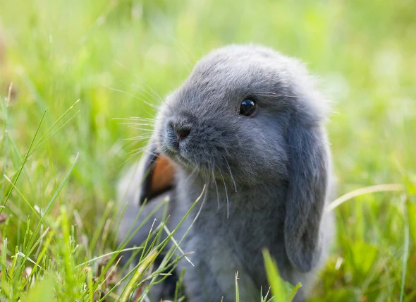 Tollwut bei Kaninchen
