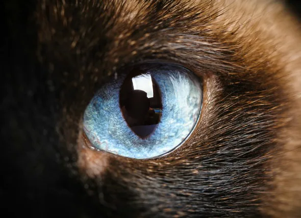 Tumor des Auges bei Katzen