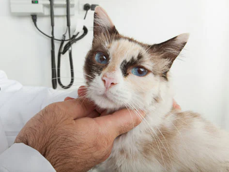 Tumor im Zusammenhang mit Impfungen bei Katzen