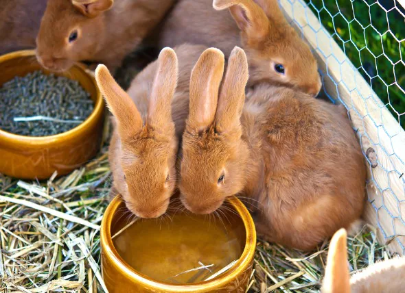 Übermäßiger Urin und übermäßiger Durst bei Kaninchen