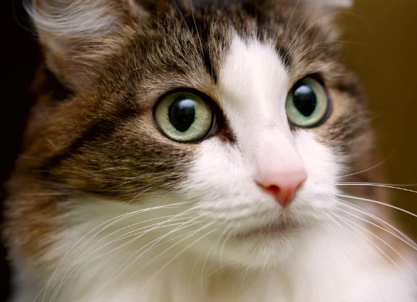 Unbeabsichtigte Augenbewegungen bei Katzen