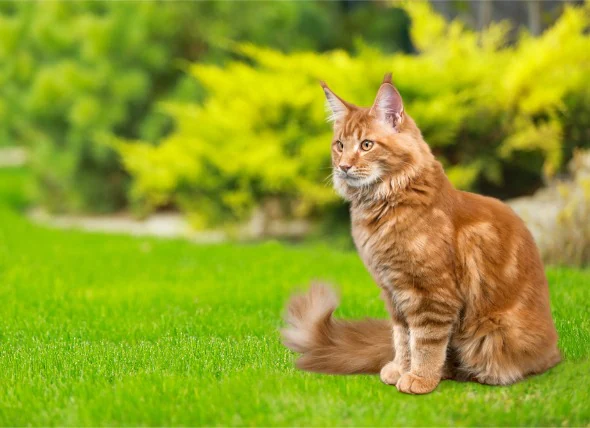 Vergiftung durch Floh- und Zeckenmittel bei Katzen