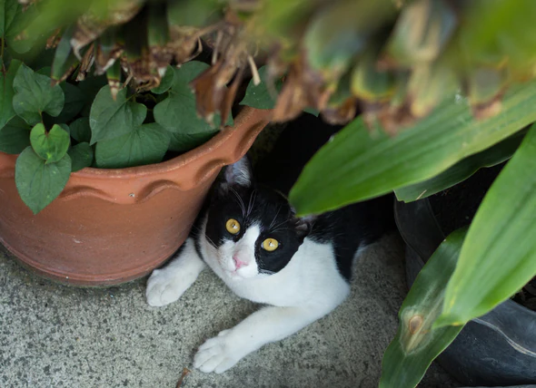 Vergiftungen durch Pflanzen im Freien bei Katzen