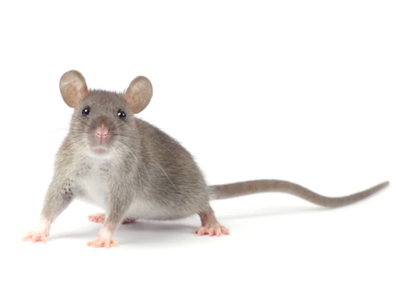 Verlust der Durchblutung des Schwanzes bei Ratten