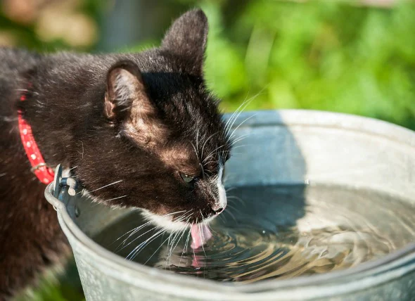 Vermehrtes Urinieren und Durst bei Katzen