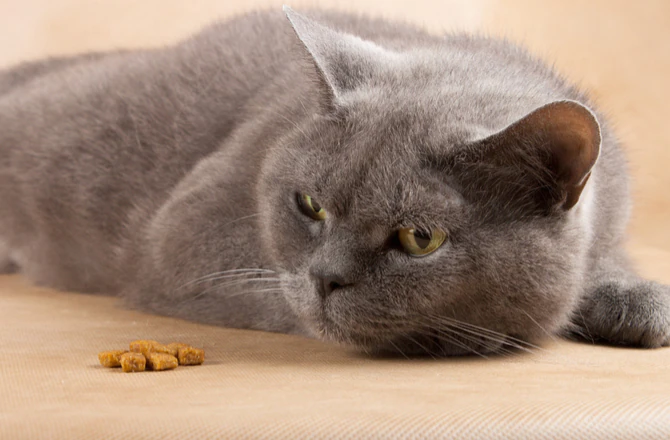 Warum Ihre Katze nicht ohne Futter auskommen kann