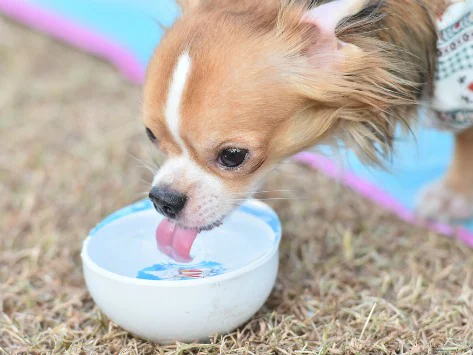 Warum trinkt mein Hund so viel Wasser?