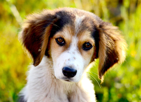 Was Hundedurchfall verursacht und wie man ihn behandelt