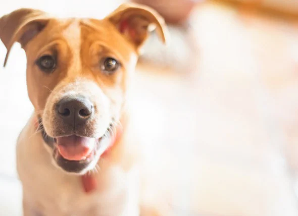Was ist die Behandlung für Krebs bei Hunden? Gibt es eine Heilung?