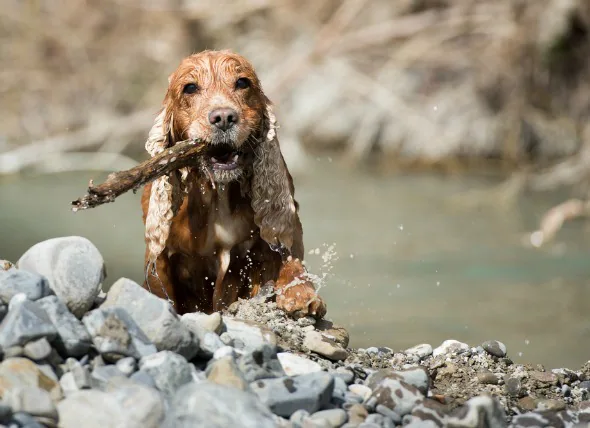 Wasserschimmel-Infektion (Pythiose) bei Hunden