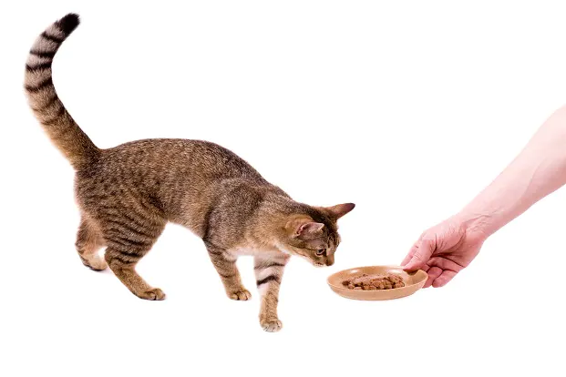 Wie man Katzenstaupe behandelt