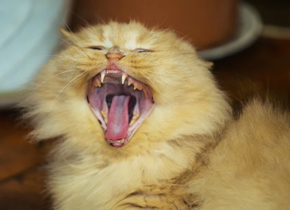 Zahnfehlstellung bei Katzen