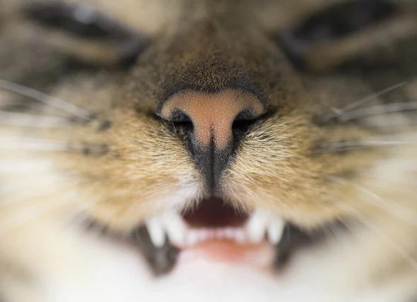 Zahnverschiebung oder plötzlicher Zahnverlust bei Katzen