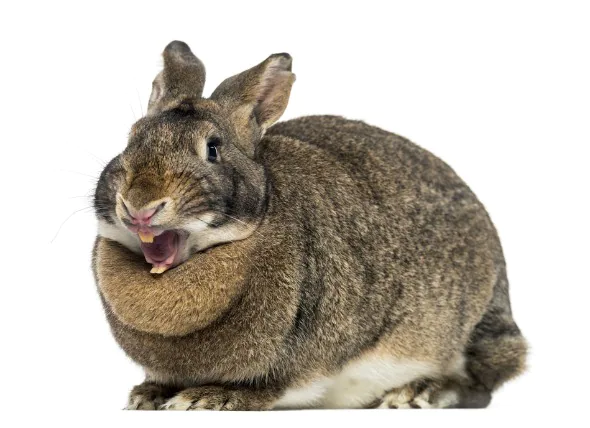 Zahnwurzelabszess bei Kaninchen