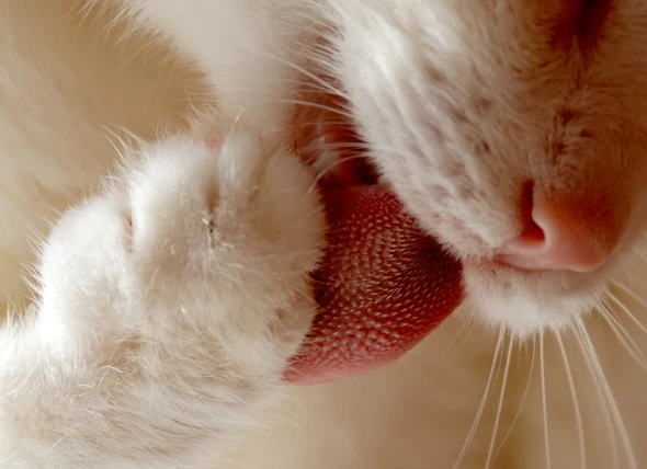 Zungenkrebs (Plattenepithelkarzinom) bei Katzen