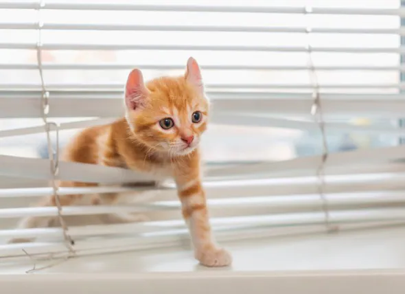 15 Kitten-Proofing To-Do’s bevor Sie ein Kätzchen nach Hause bringen