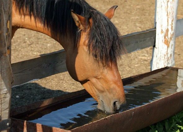 Dehydrierung bei Pferden