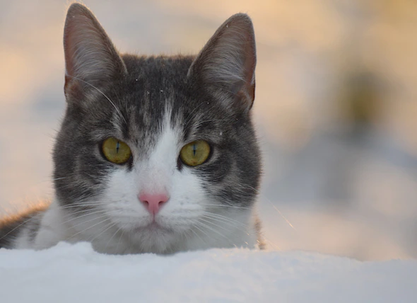 Frostbeulen bei Katzen